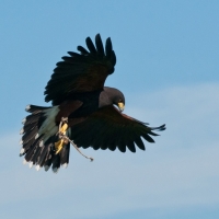 Wüstenbussard