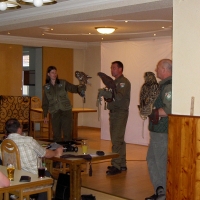 Vergleich einheimischer Mäusebussard und zur Beizjagd geeigneter amerikanischer Wüstenbussard
